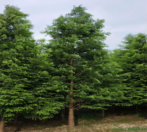 水杉适合种植在哪些地方？ 水杉种植需要留意哪些地方？