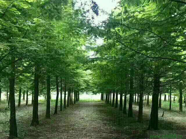 水杉适合种植在哪些地方？ 水杉种植需要留意哪些地方？