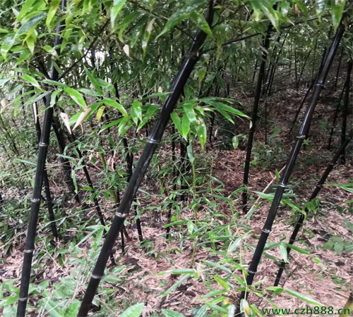 紫竹的种植办法和注意要点 紫竹的繁衍方法