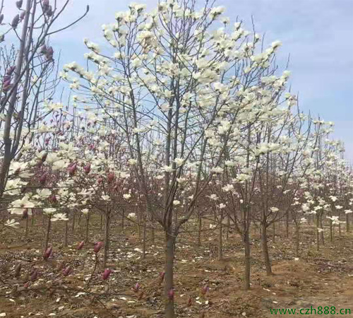 白玉兰花如何管理养护?看看这些新方法