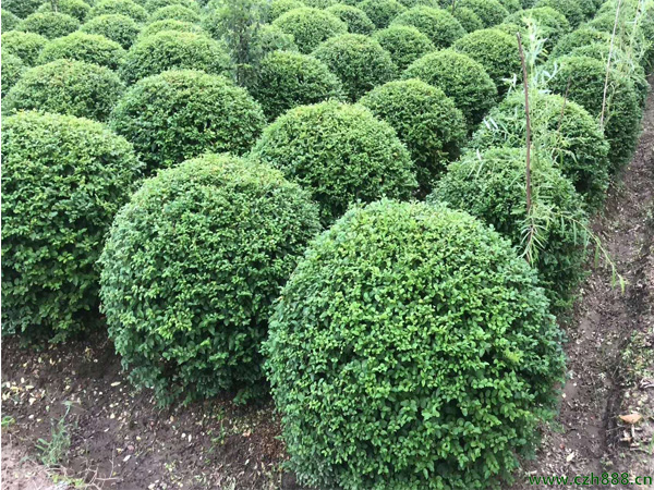 小叶女贞一般什么时候开花?