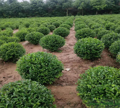 小叶女贞一般什么时候开花?