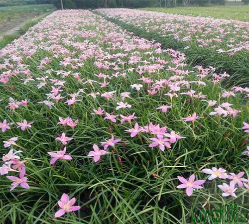 葱兰的种植方法 葱兰适合什么时间种植?