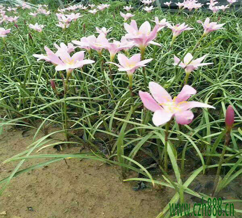葱兰的种植方法 葱兰适合什么时间种植?