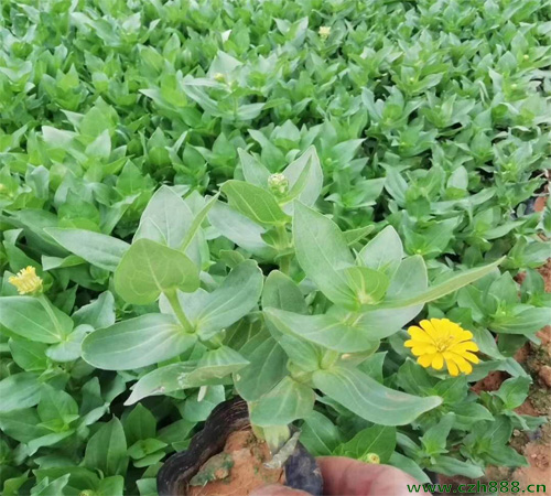 百日草如何摘心打顶? 百日草摘心打顶时间