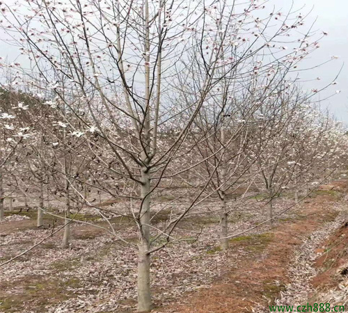 山玉兰的花朵形状 山玉兰的外貌特征