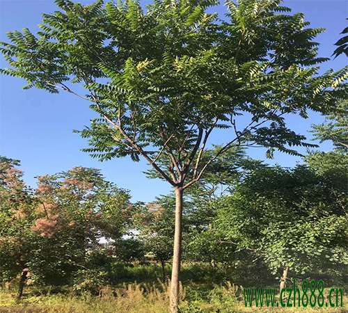 臭椿的养植方法和注意事项 臭椿有药用价值吗?