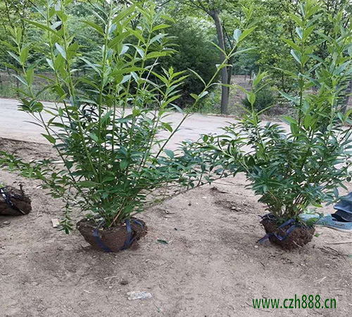 香水连翘如何养殖? 养植连翘有哪些注意事项?