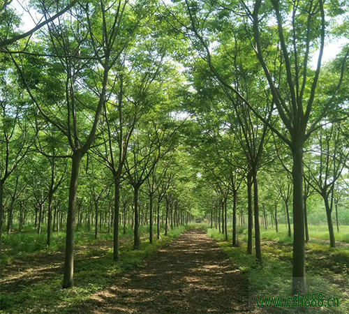 栾树的种植方法和注意事项 栾树适合种在哪里?