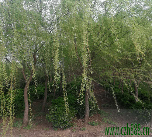 柳树的养植方法 柳树养植的注意事项有哪些?