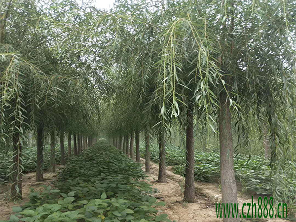 柳树的养植方法 柳树养植的注意事项有哪些?