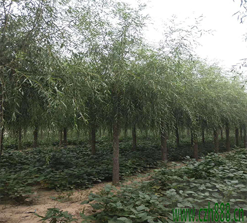 柳树的养植方法 柳树养植的注意事项有哪些?
