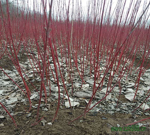 红瑞木的种植和养护 红瑞木要注意病虫防治