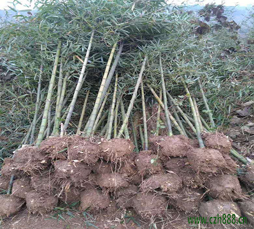 雷竹早衰如何预防? 雷竹早衰防治方法