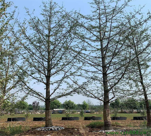 银杏常见病虫害防治方法 银杏常见病虫害有哪些?