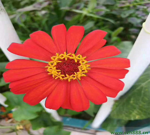 百日草花什么季节开花?