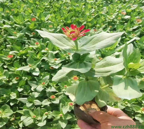 百日草花什么季节开花?