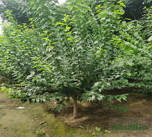 腊梅食叶害虫如何防治? 腊梅食叶害虫的防治办法