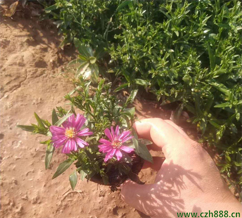 荷兰菊的修剪原则 荷兰菊的修剪方法
